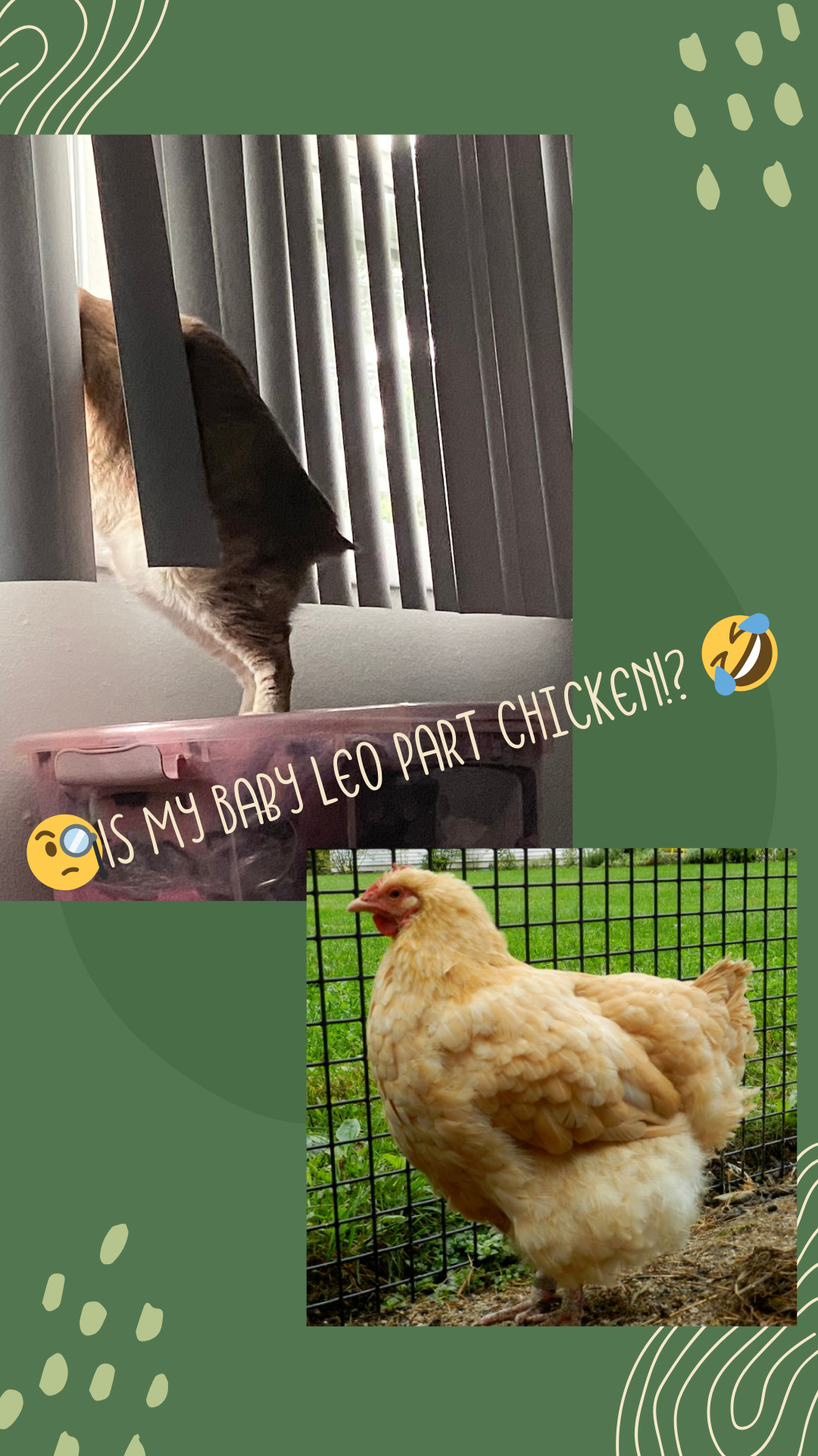 *NEW* Lil’ Chicken Baby Leo Cat Sticker